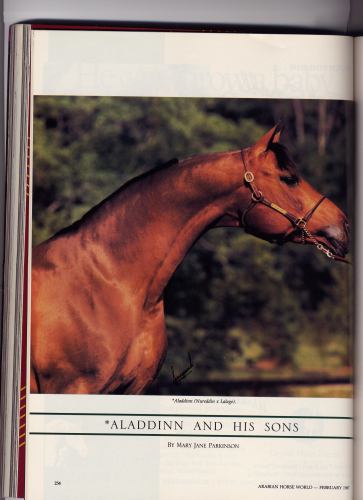 Arabian Horse: *Aladdinn album | Hypoint | Fotki.com, photo and video ...