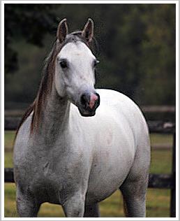 ササササィ Huge and forgotten . The 21.44MHz 32 Bit co-processor. (SETA