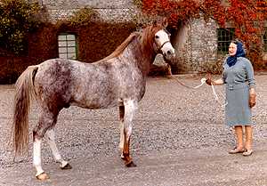 Photo: ZEUS II (*Silver Vanity x Zirree El Wada, by Naseel) 1957 chestnut  rabicano stallion | Arabian Album: Crabbet Arabian Horses | Hypoint |  Fotki.com, photo and video sharing made easy.