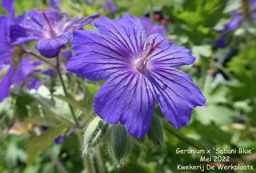 Geranium x 'Sabani Blue'