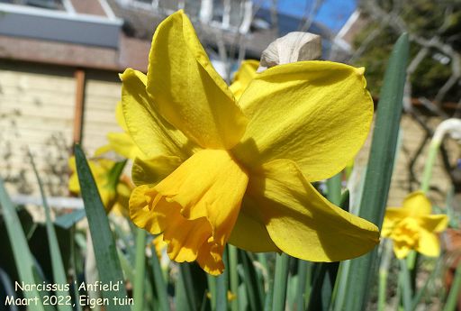 Narcissus 'Anfield'