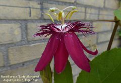 Passiflora x 'Lady Margaret'