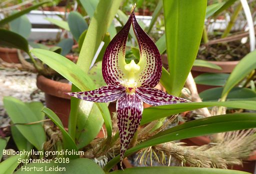 Bulbophyllum grandifolium