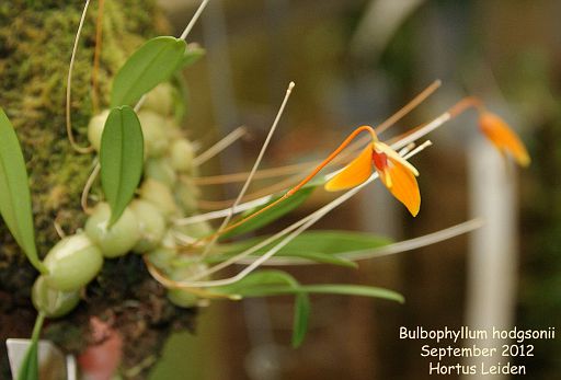Bulbophyllum hodgsonii