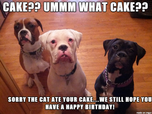 Photo: cute-puppies-funny-happy-birthday-gif, ~*~Birthdays~*~ album, Miracle-Marge