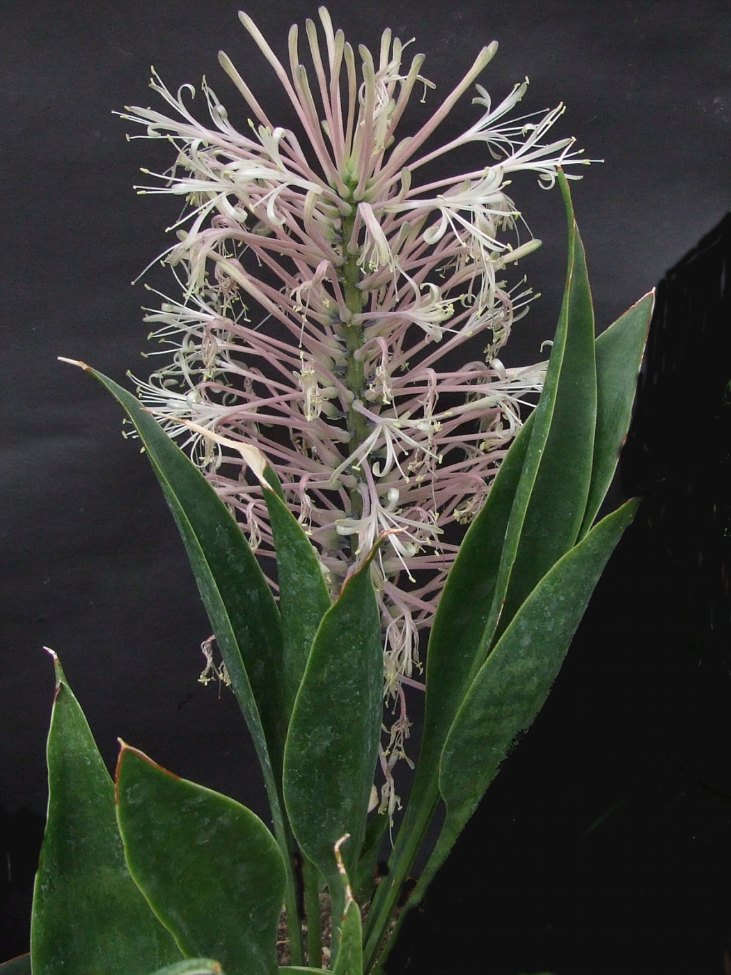 Photo: Sansevieria concinna CG037.1 | Sansevieria. album | Cok  Grootscholten Succulent World ..