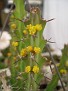 Euphorbia gillettii