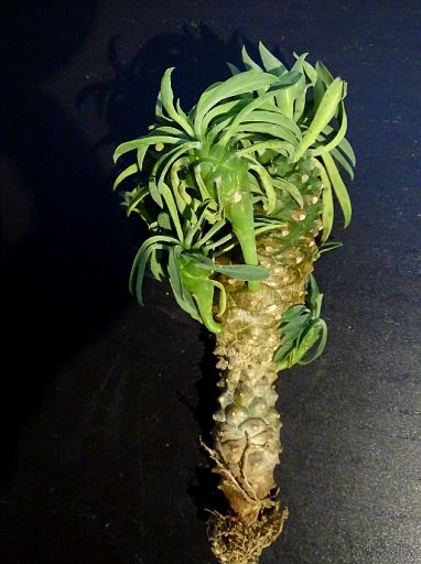 Euphorbia cv. Setesu Kerin