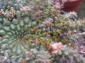 Euphorbia gorgonis and viscum minimum