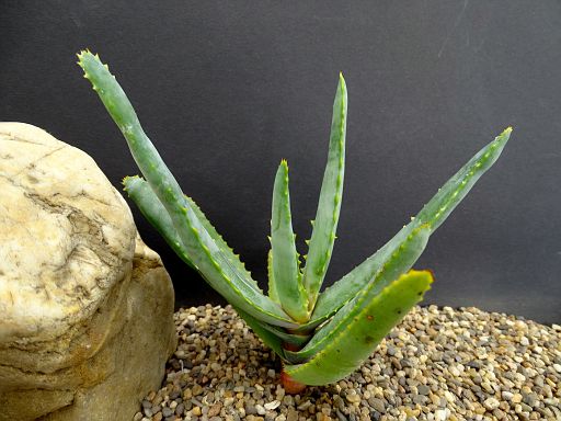 Aloe capitata sp. nova