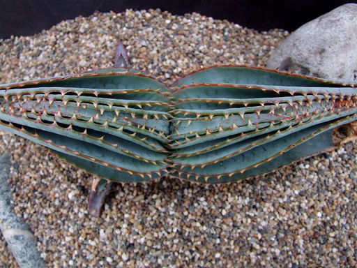 Aloe suprifoliata