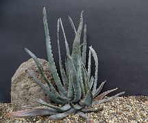 Aloe versicolor