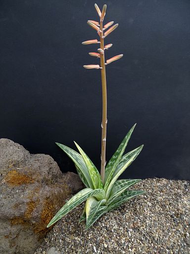 Aloe variegata fa. variegata 1