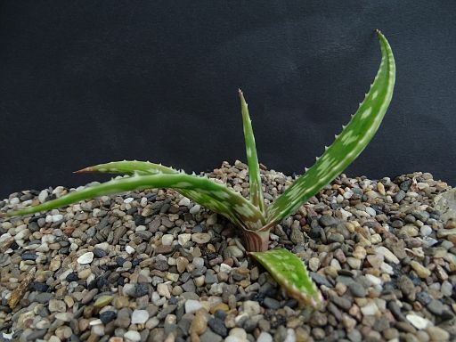 Aloe suffulta