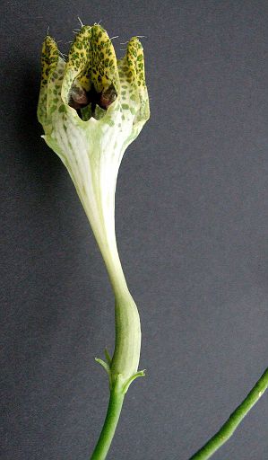 Ceropegia sandersonii x radicans ssp.'smithii 12 cm long flower