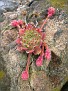 Sempervivum seedling Hybrid on a rock