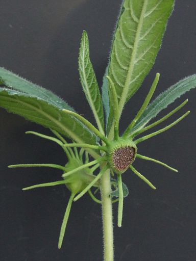 Dorstenia benguellensis with cup-chaped flower