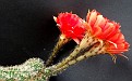 Echinopsis x  with dubble flower