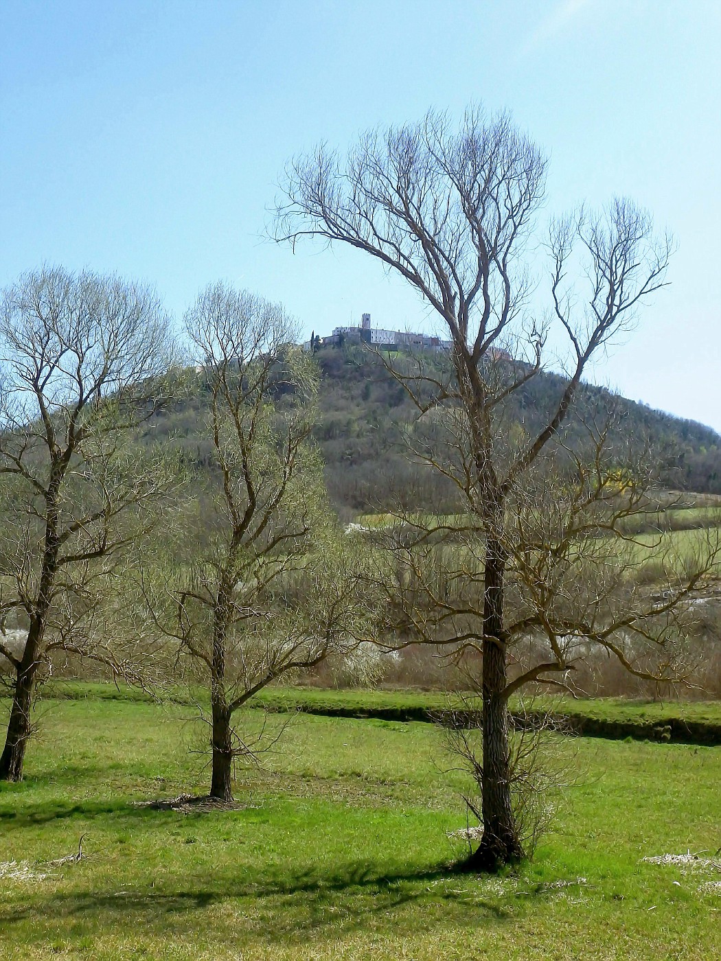 Blick auf Motovun