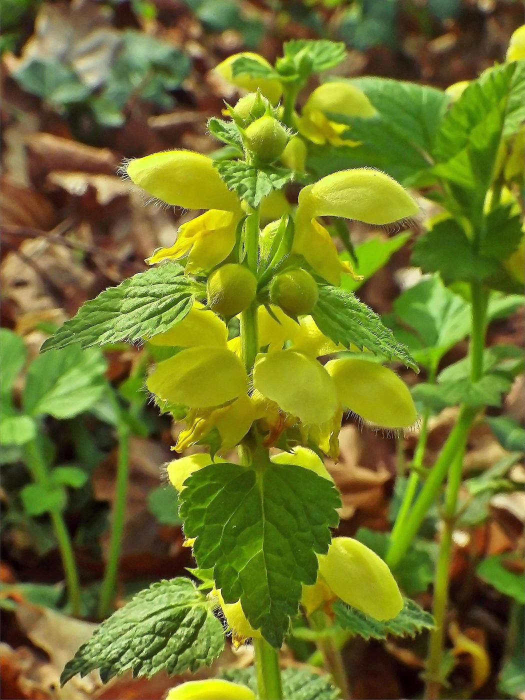 Goldtürmchen