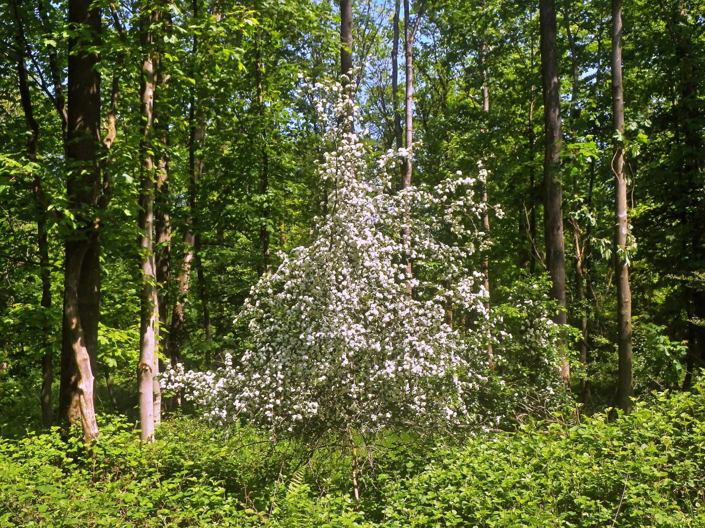 Blüten im Wald