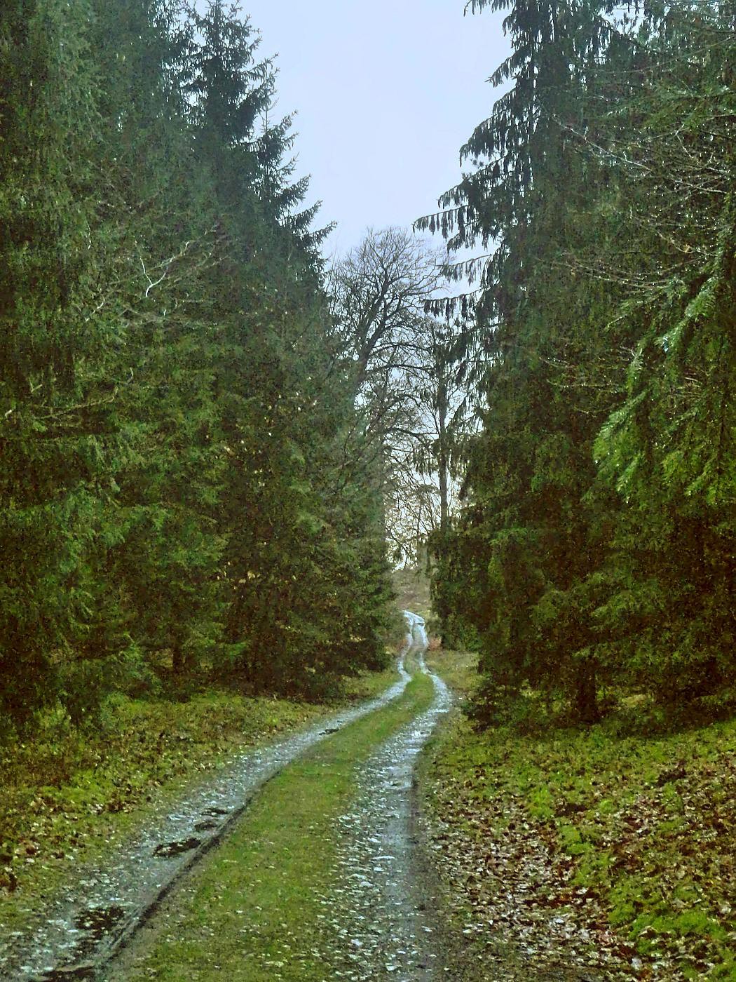 Forstweg