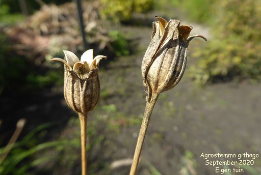 Agrostemma githago (seedhead)
