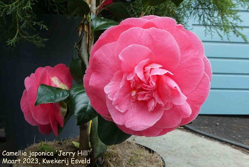 Camellia japonica 'Jerry Hill'