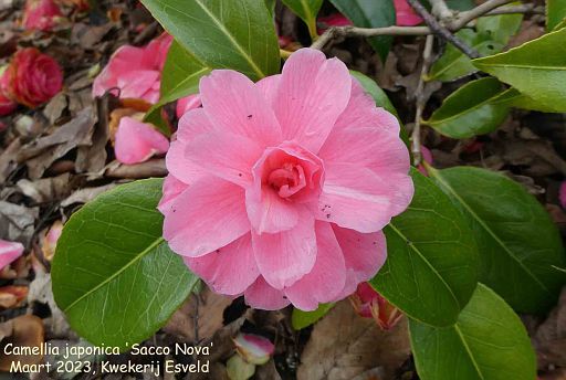 Camellia japonica 'Sacco Nova'