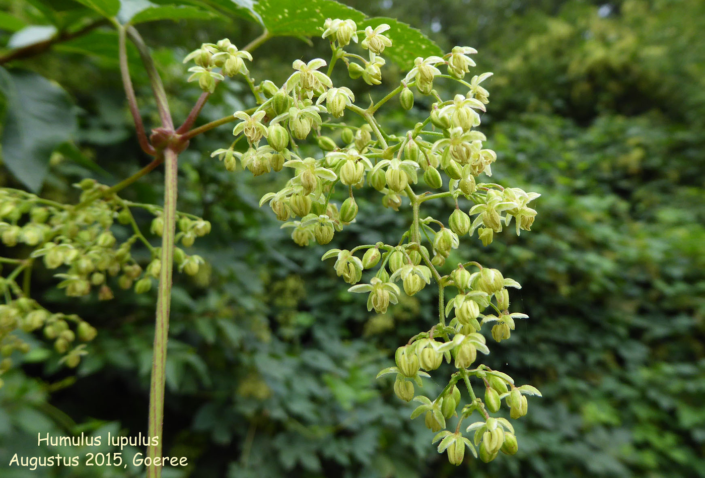 Photo: Humulus lupulus (male flower) | Humulus album | Nora Goosen ...