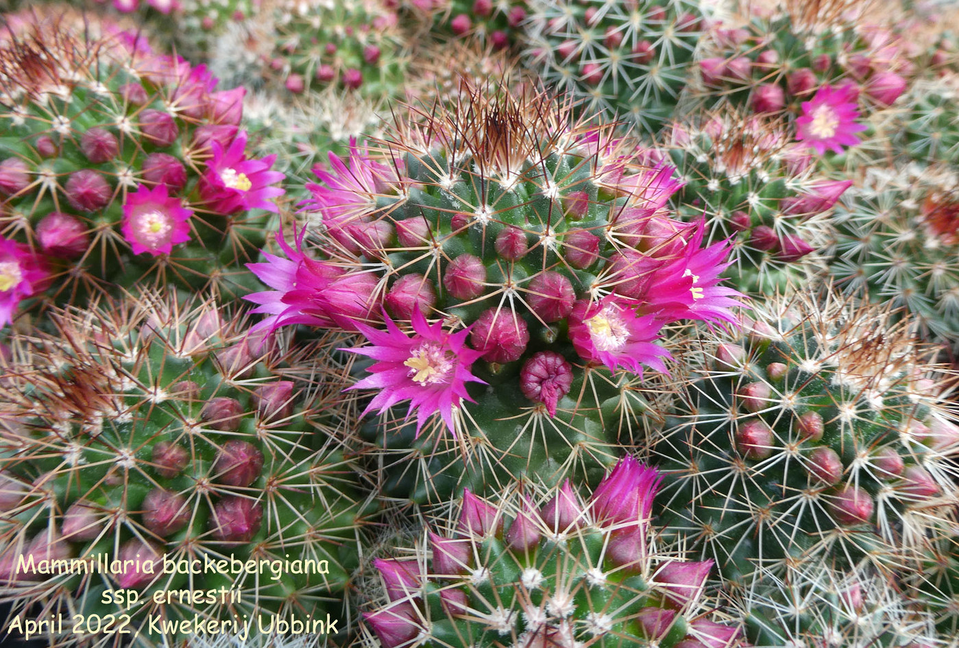 Photo: Mammillaria backebergiana ssp. ernestii | Mammillaria album | Nora  Goosen | Fotki.com, photo and video sharing made easy.