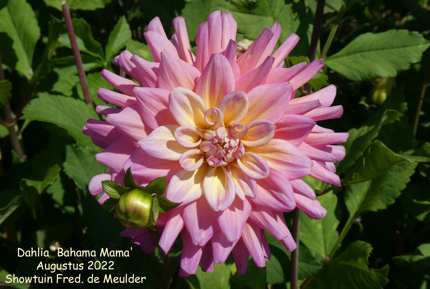 Photo: Dahlia &amp;#39;Bahama Mama&amp;#39; | Dahlia (hybrid cultivars) album | Nora ...