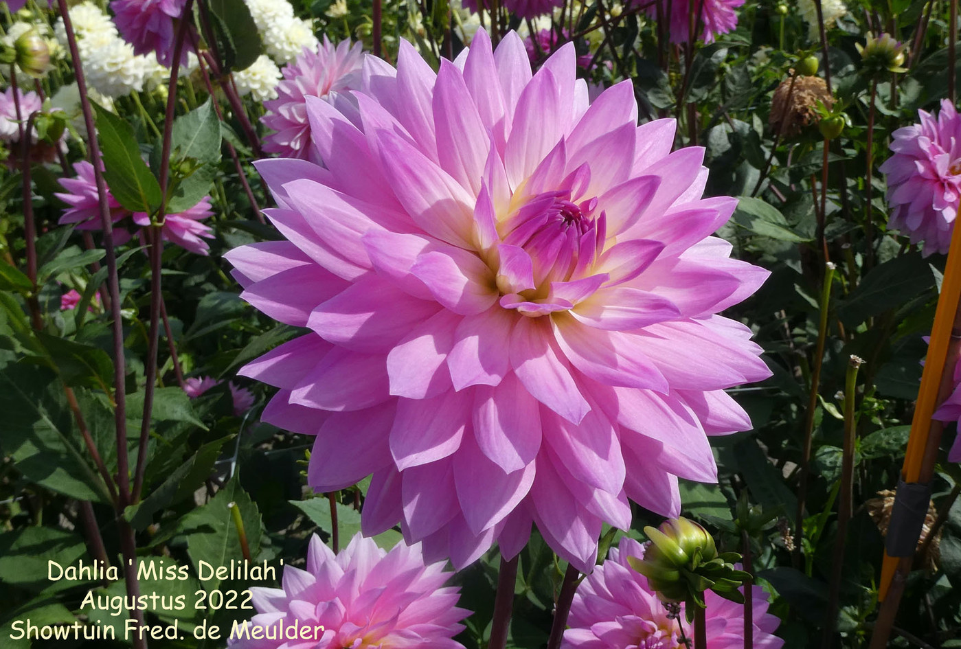 Photo: Dahlia 'Miss Delilah' | Dahlia (hybrid cultivars