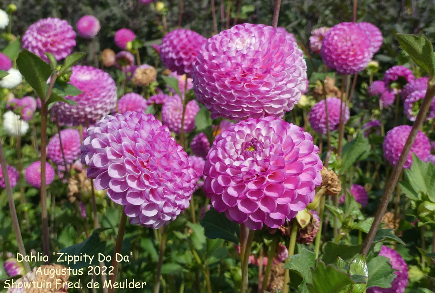 その他 DAHLIA April Heather Dahlia Tuber for Sale – Love Dahlias
