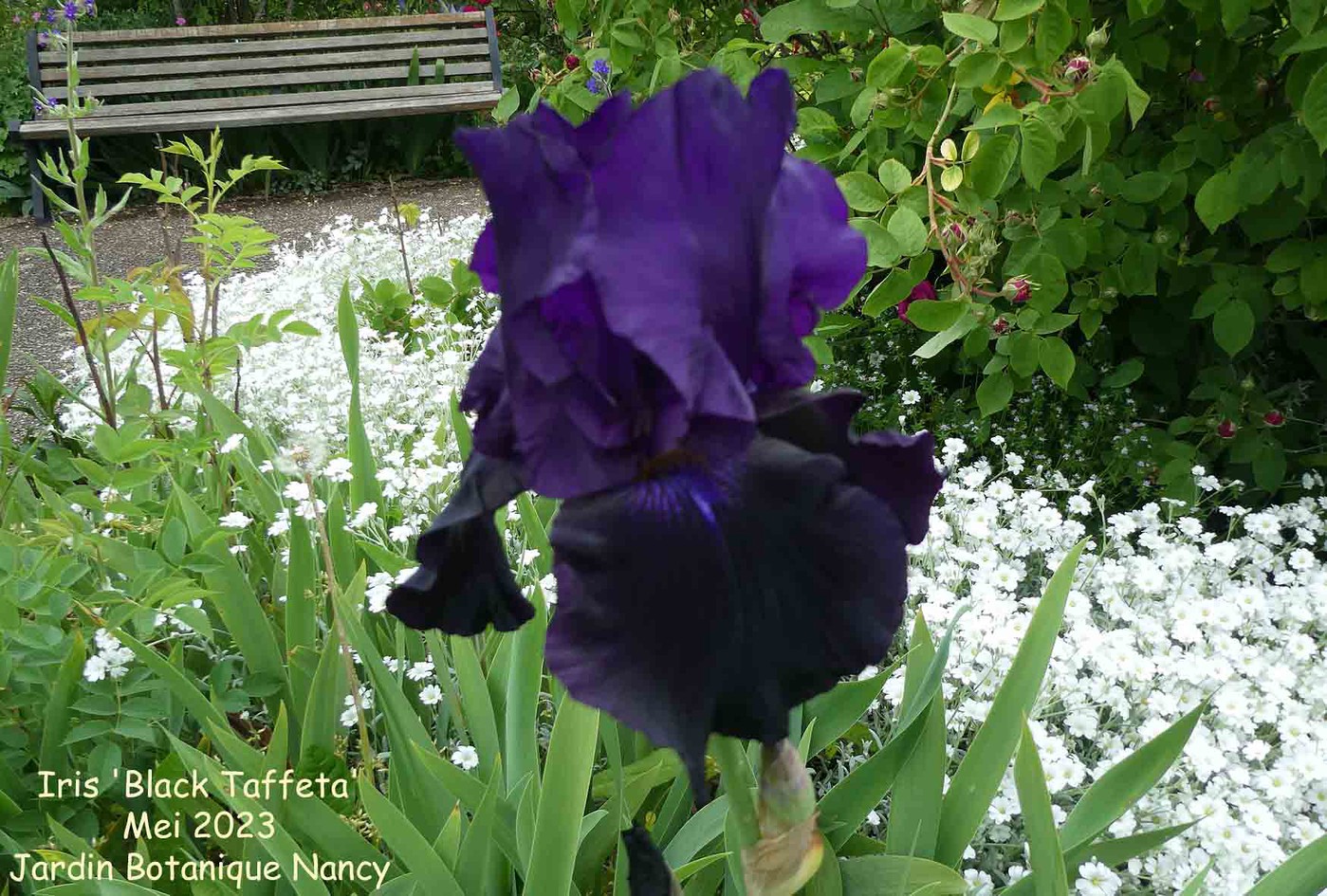 Iris 'Black Taffeta'