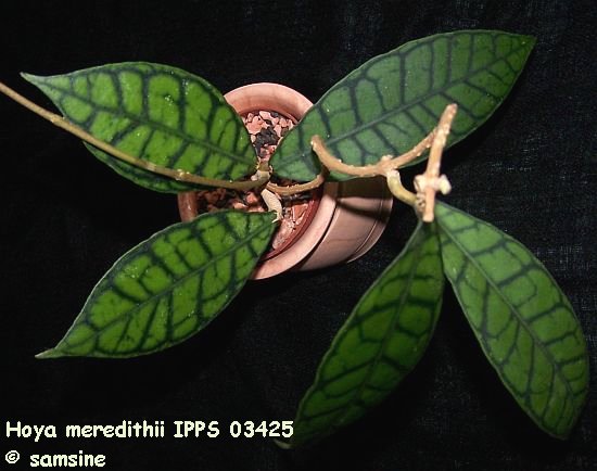 Photo: Hoya meredithii IPPS 03425 | Hoyas M - N album | Samsine |  Fotki.com, photo and video sharing made easy.