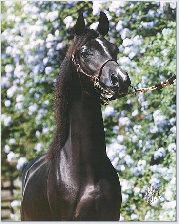 Photo BORSALINO BEY 2001 black colt by Borsalino K Arabian