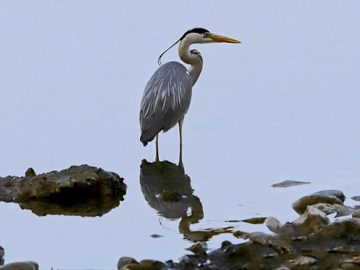 Geduldiger Fischer