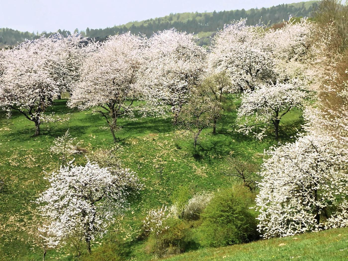 Kirschblüte Rühler Schweiz