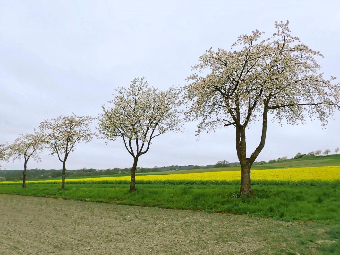 Kirschblüte Rühler Schweiz