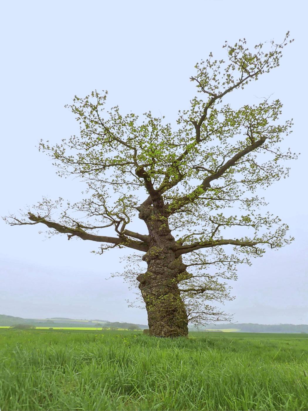 Die alte Grenzeiche wird grün