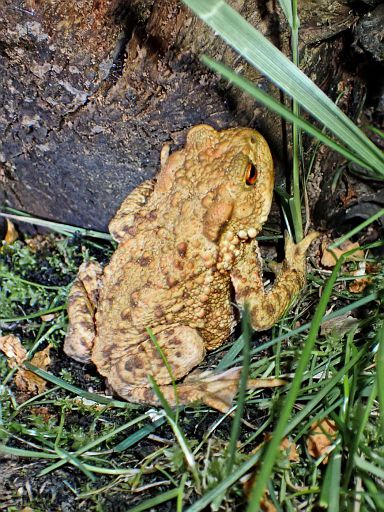 Froschkönig?