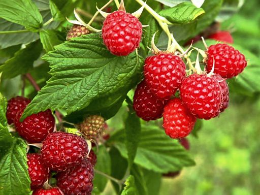 Leckerli für den eigenen Appetit