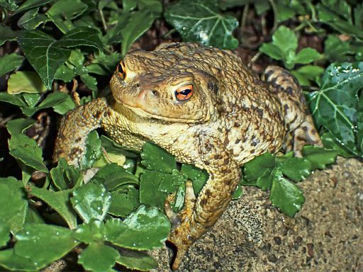 ... und noch ein cooles Fotomodell