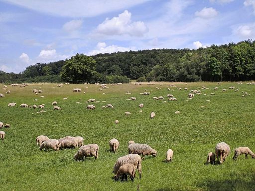 Belebter Grießemer Berg