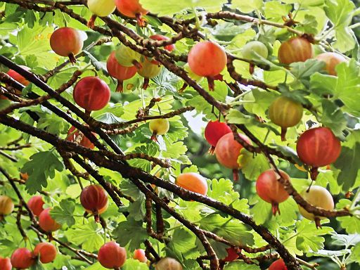 Erfrischende Leckerli