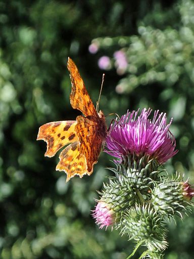 ... noch ein Nektarsauger