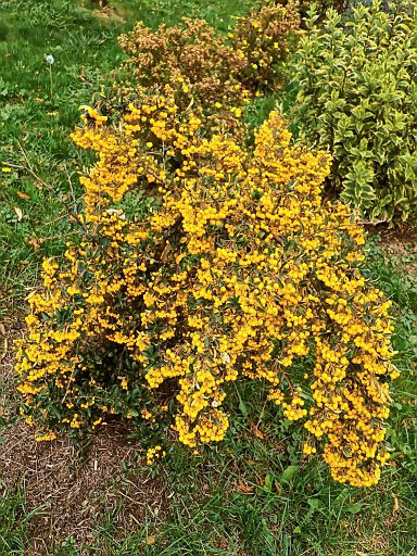 Vogelfutter für den Winter