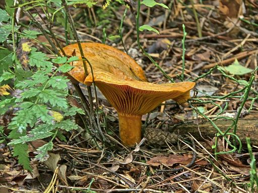 Festhaltend den Herbststürmen trotzen