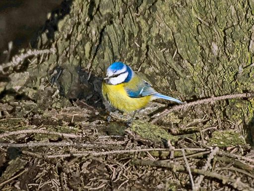 Suche nach Insekten und Spinnen